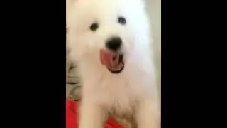 精彩的最可爱的小狗动作视频 #shorts #10110