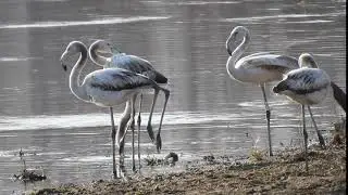 Greater Flamingos (Phoenicopterus roseus) - Kerkini Lake (Greece)