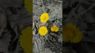 Солнышки! 🤗