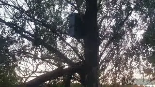 Проверка ловушек для пчел