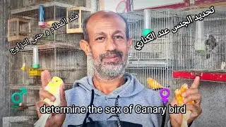 تحديد الجنس عند الكناري منذ الفطام و حتى التزاوج| How to determine the Sex of the Canary bird