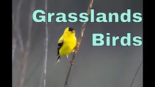 Capturing Birds In Their Natural Habitat: Grassland Photography Adventure