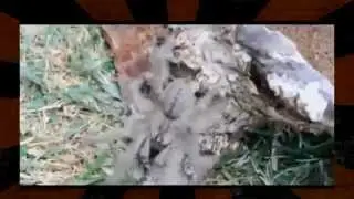 Hallan supuesto Video de una Tarantula mas grande ..que jamas se haya visto....