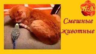 Смешные животные Кот и попугай Саша достала Кешу🐈🐦