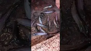 কি বলেন এই মাছ কে আপনারা?#reels #viral #ফিশ #fish #fishing #fishname