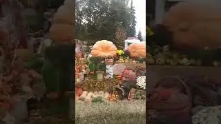 Самая Большая Тыква ПОДПИШИСЬ 