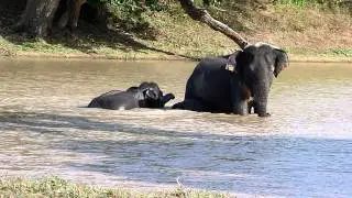 Baby elephant bath at Yala