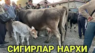 19 сентября 2023 г АНДИЖОН ШАХРИХОН ЧУЖА МОЛ БОЗОРИ СИГИРЛАР НАРХИ ANDIJON SHAXRIHON CHÒJA MOL BOZOR