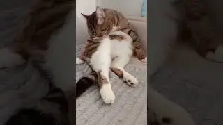 Кот Monster Мяу