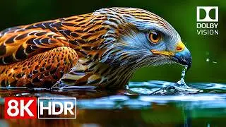Visual Clarity Taken to the Extreme | 8K HDR Dolby Vision 120fps