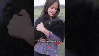 Standard Poodle Lily being rocked like a baby 💕💕