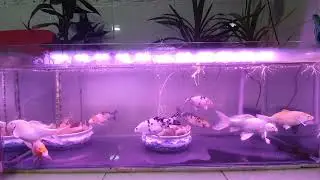 Keeping koi in fish tank new setup. 6 month. 2022 07 22