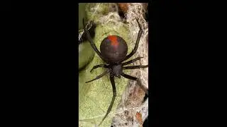 The Australian widow spider#spider