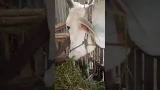 Watch cows graze like delicious