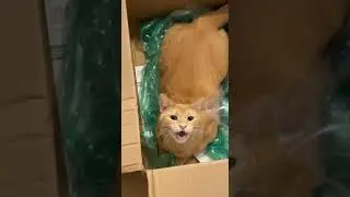 Orange Cat Hates the Box!