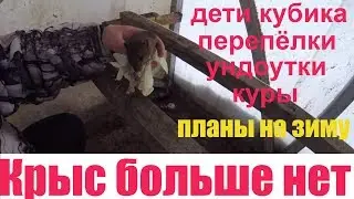 Крыс больше нет. Кролики,перепёлки,куры,утки. Новая стройка кролиководство