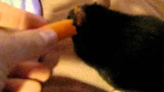 Jade eating a Carrot