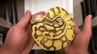 Superfly Enchi (Super Pastel Fire Enchi)