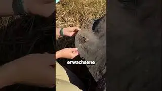 Ticks As Big As Plums!😱🐘