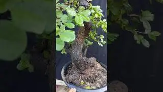 1tr5 bao ship cho e cẩm thị LH 0366169369 zalo