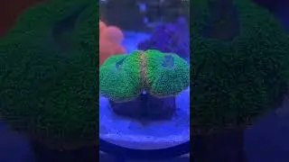 Feeding Corals Daily Is A Satisfying Activity