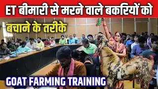 Et के बीमारी से बकरियों को कैसे बचाएं।How to protect goats from ET disease। #omprakashausar