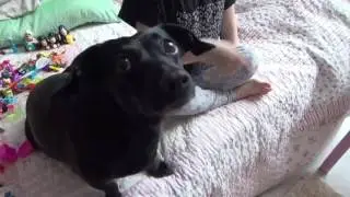 Маленькая но шустрая собачка Боня! Собаки и дети в смешном видео 2017 )))