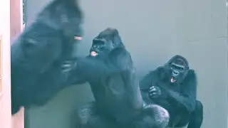 Elderly Female Gorilla Enjoys Spending Time With her Son | The Shabani's Group