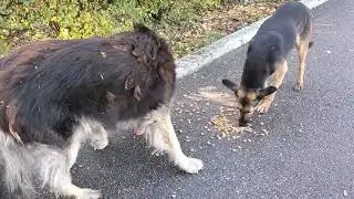 Накормил На Заправке Бездомных Собак