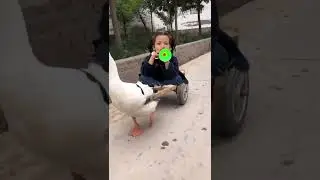 محمد مولانا ألاء ومحمد عدنان⁉️⁉️