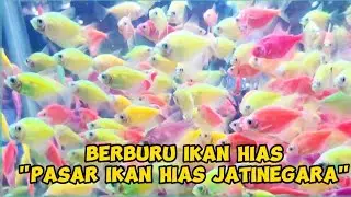BERBURU IKAN HIAS!! BELI IKAN YANG LAGI VIRAL GLOFISH MURAH 🎏🐟  || PASAR IKAN HIAS JATINEGARA