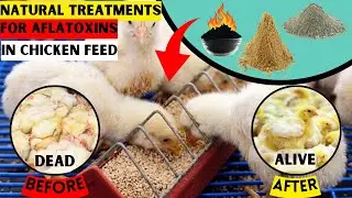 NATURAL TREATMENTS FOR AFLATOXINS IN CHICKEN FEED | Don't RISK | ALL FEEDS Have AFLATOXINS | BE SURE