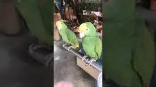 Parrot Talking - Smart And Funny Parrots Video | EP720
