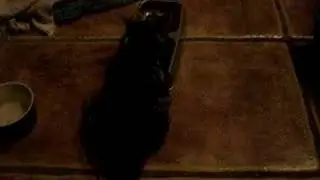 Hungry kitty