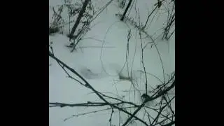 Петля на лису.Установка петли на лису.№1