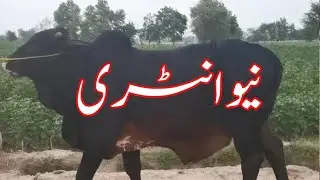 Aziz Cattle Farm Par New Entrs ka silsalh Shro Hy Palwai k liy