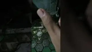 5 Lubang Berdarah Akibat Gigitan Si Gembul Musang Pandan