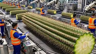 From Cactus to Products: Inside the Massive Processing Factory (Full Process)