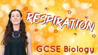 Respiration - GCSE Biology