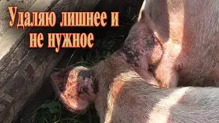 Содержание свиней  Какой уход такой и доход