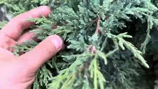Можжевельник Блю Карпет