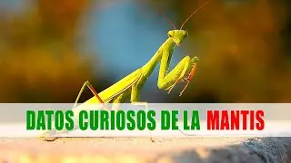 Las mantis religiosas (Mantodeos) | Datos curiosos de animales
