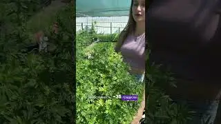 Что это за многолетник с чудесной мраморной листвой?