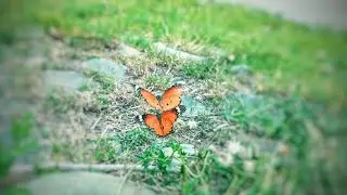 Butterflies fluttering wings