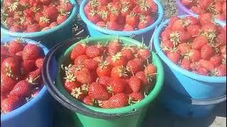 Клубника Альба,первый день без дождя