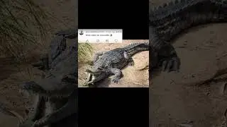 2024 crocodile and 5000bce crocodile || Past animals ||#shorts #Trend #trend #new #evolution #today