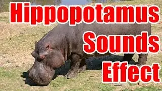 Hippopotamus Sounds Effect