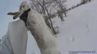 Hare hunting - brown hare 2020. Beautiful hunt 2020!!!