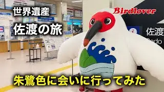 朱鷺色に会いたくて・佐渡島へ