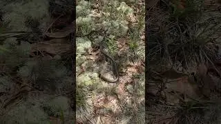 A black racer that disappears right before my eyes ￼￼